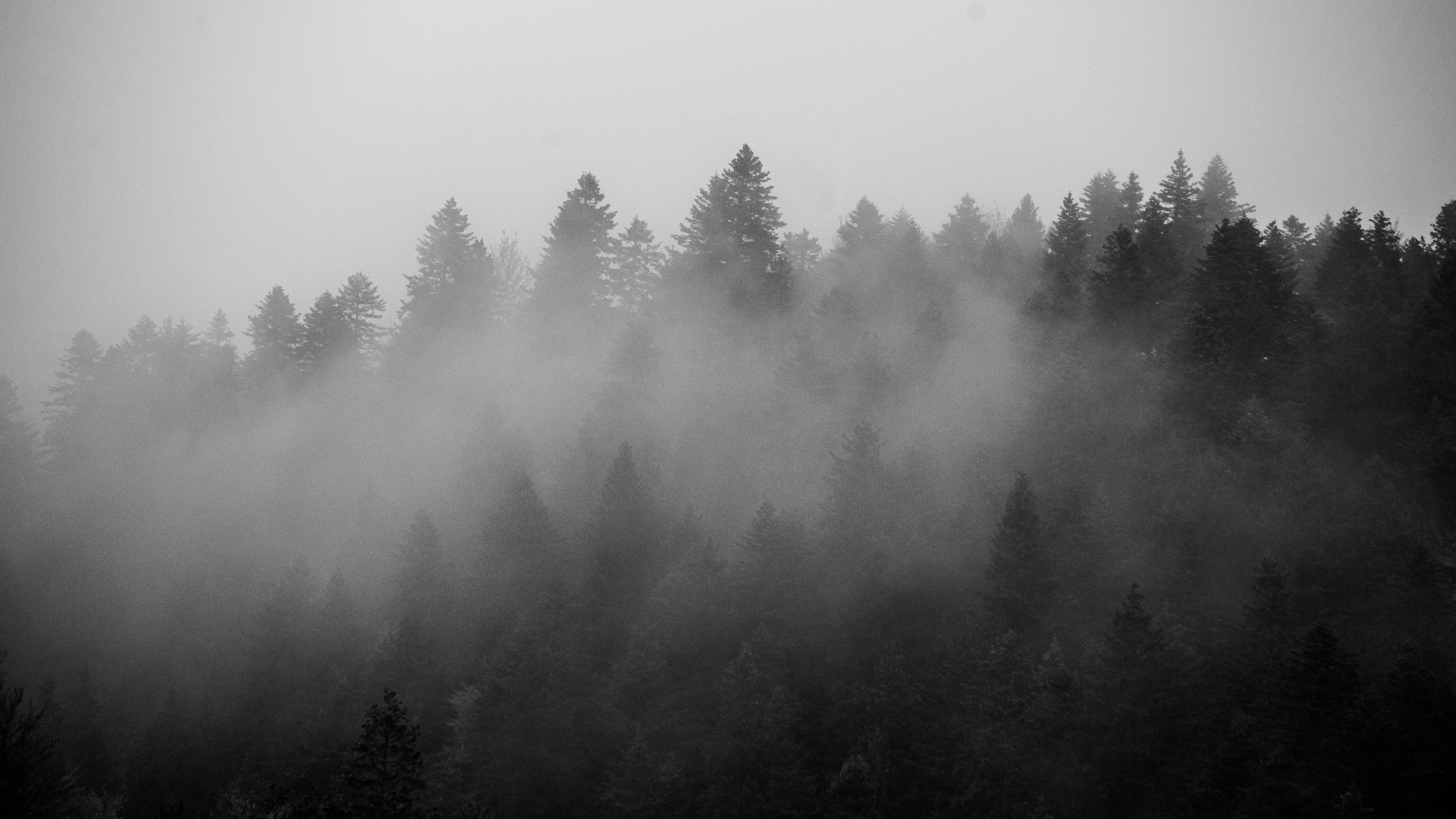 Misty forest at dawn with soft cool light filtering through tall trees